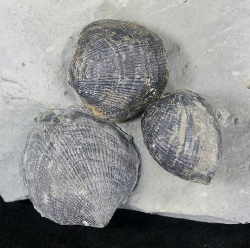 Pseudoatrypa Brachiopods from Windom Shale, NY #20721